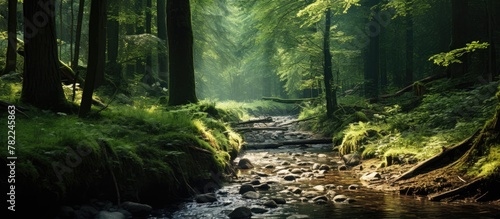 A meandering brook amid lush woodland photo