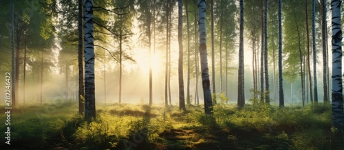 a path through dense woods with sunbeams