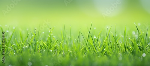 Fresh green grass with water droplets close-up
