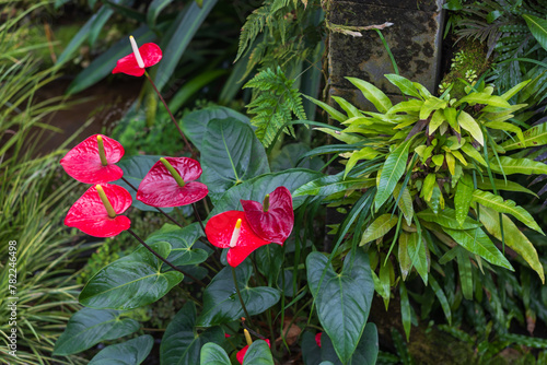 Red Anthurium with surrounding green leaves and nice bokeh.