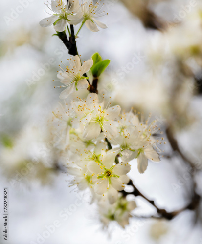 Blossoming apple flower on branch.
