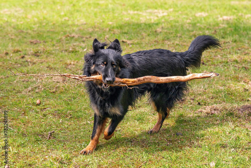 Young Bohemian shepherd with stick in his mouth on meadow.
