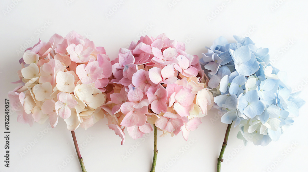 A bunch of hydrangea blooms in soft pastel tones