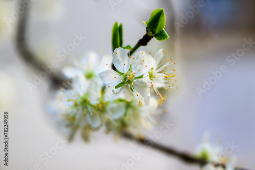 Blooming cherry flower on small twig.