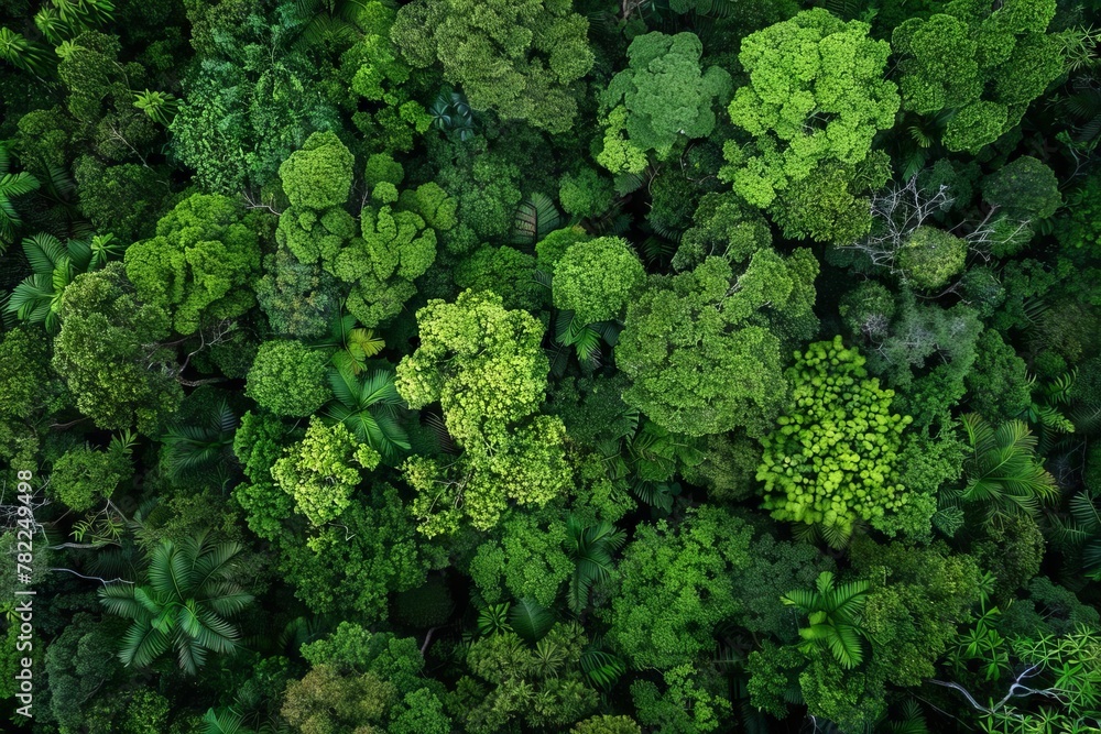 lush forests guardians of sustainable development aerial nature photography