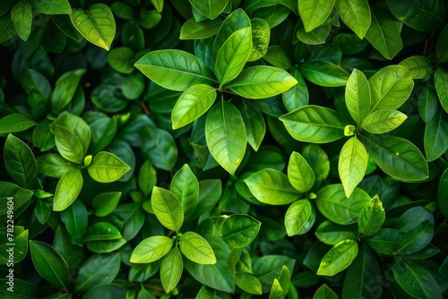 lush green leaves forming a dense and vibrant background symbolizing growth renewal and vitality nature photography