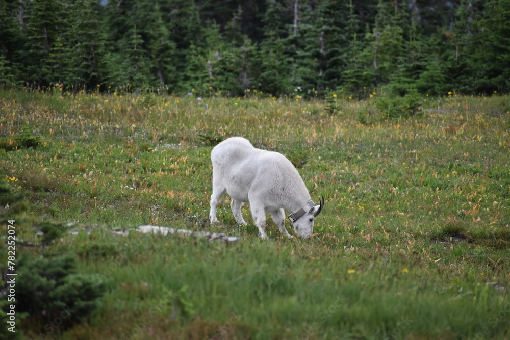 Wildlife, Mountains, and Forests in the northern USA Wildlife, Mountains, and Forests in the northern USA