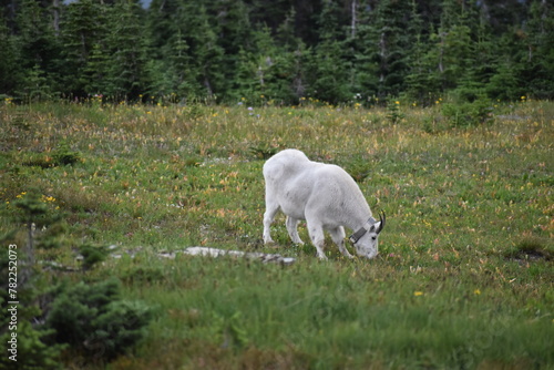 Wildlife, Mountains, and Forests in the northern USA © Connor