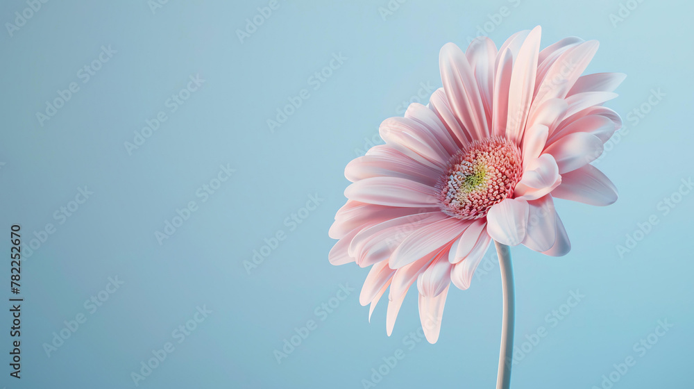 A beautiful close-up of a pink gerbera daisy in full bloom against a pale blue background.