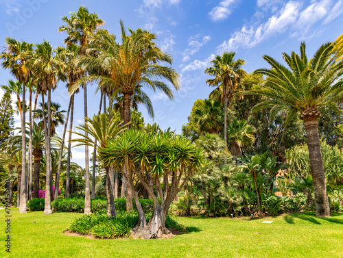 Beautiful garden with tall palm trees on blue sky background and trimmed green lawns with tiled paths in Elviria, Marbella. Spain.	