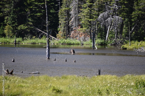 Wildlife, Forests, Mountains, and Landscapes in the northern USA