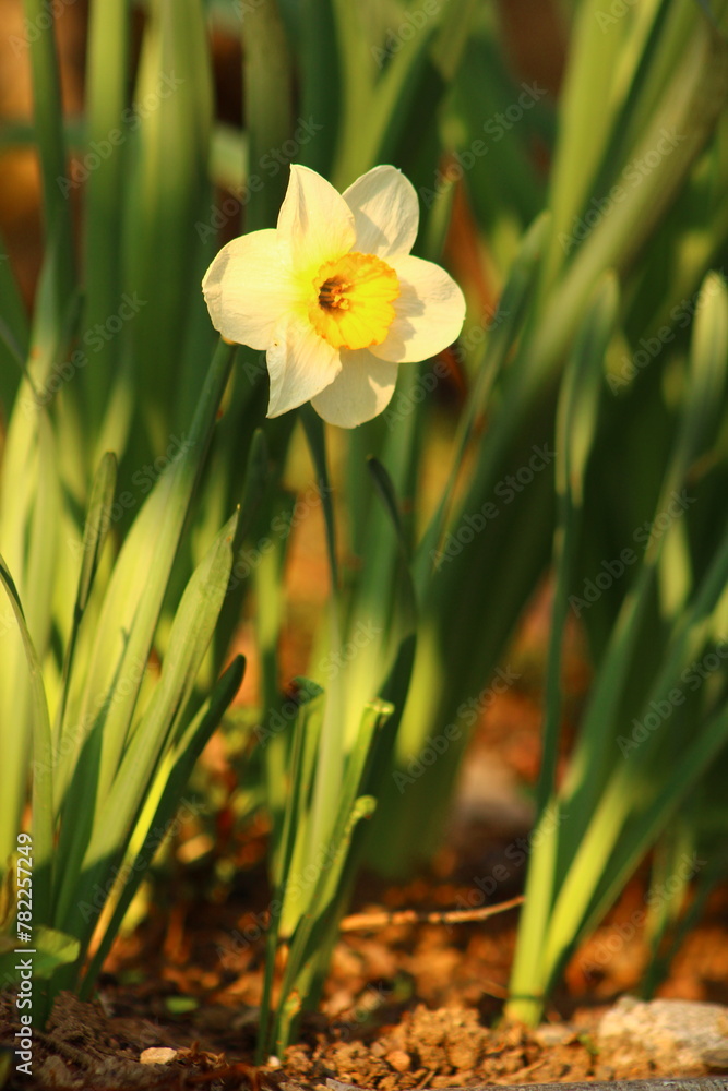 Narcissus is a genus of predominantly spring flowering perennial plants of the amaryllis family, Amaryllidaceae. Narcissus is a genus of predominantly spring flowering perennial plants of the amaryllis family, Amaryllidaceae.