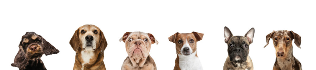 Six different purebred dogs, pets sitting isolated transparent background. Collage. Concept of care, friendship, domestic animals, love. action, movement. Copy space for ad.