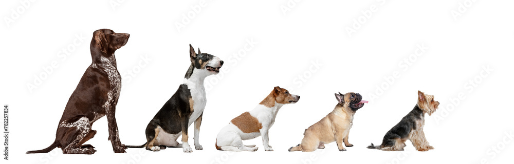 Obraz premium Image of different purebred dogs big and little sitting against transparent background. Side view. Concept of animals, pet friend, grooming and care, domestic life, veterinary, canine food. Ad