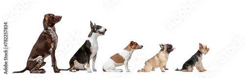 Image of different purebred dogs big and little sitting against transparent background. Side view. Concept of animals, pet friend, grooming and care, domestic life, veterinary, canine food. Ad