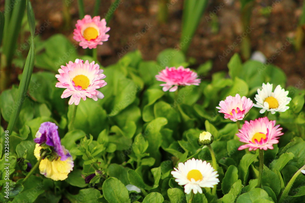 Fototapeta premium a bunch of flowers that are in a pot. daisy flower