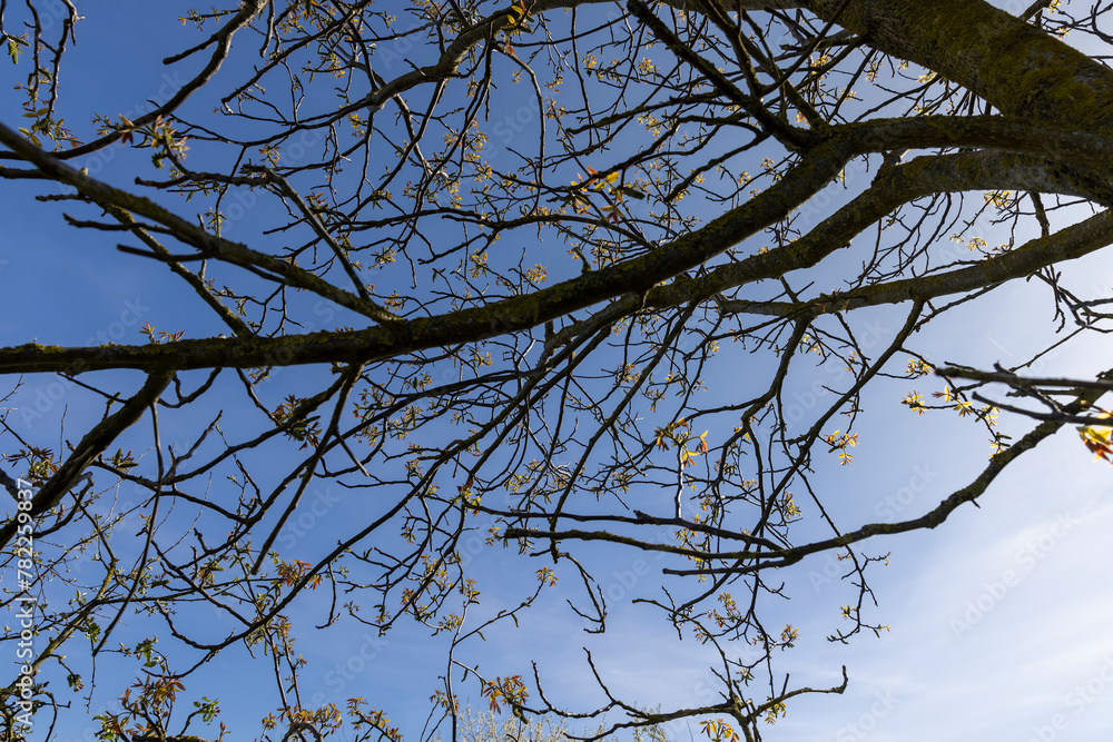 Obraz premium blooming walnut tree in the orchard