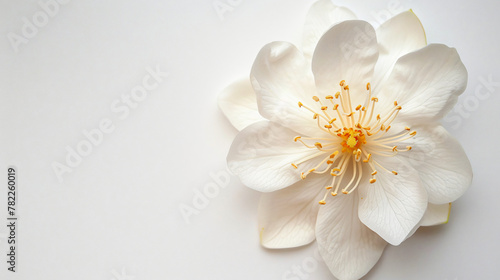 A jasmine flower with intricate textures