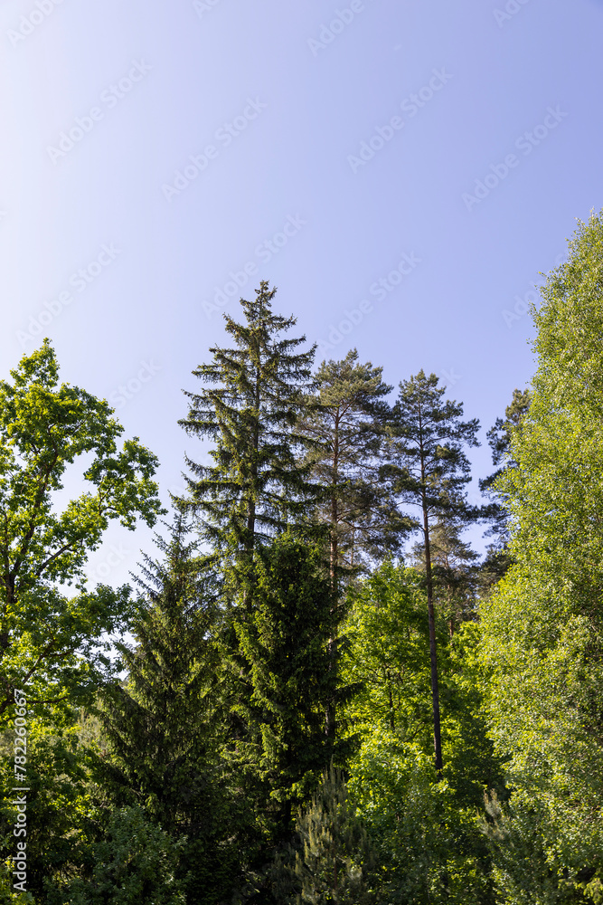rural area with different deciduous trees in a mixed forest rural area with different deciduous trees in a mixed forest