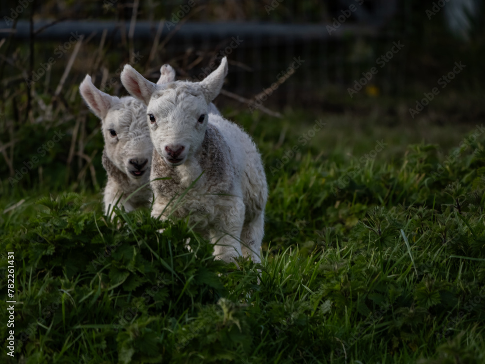 Sheep and their lambs in their fields , Anglesey Sheep and their lambs in their fields , Anglesey