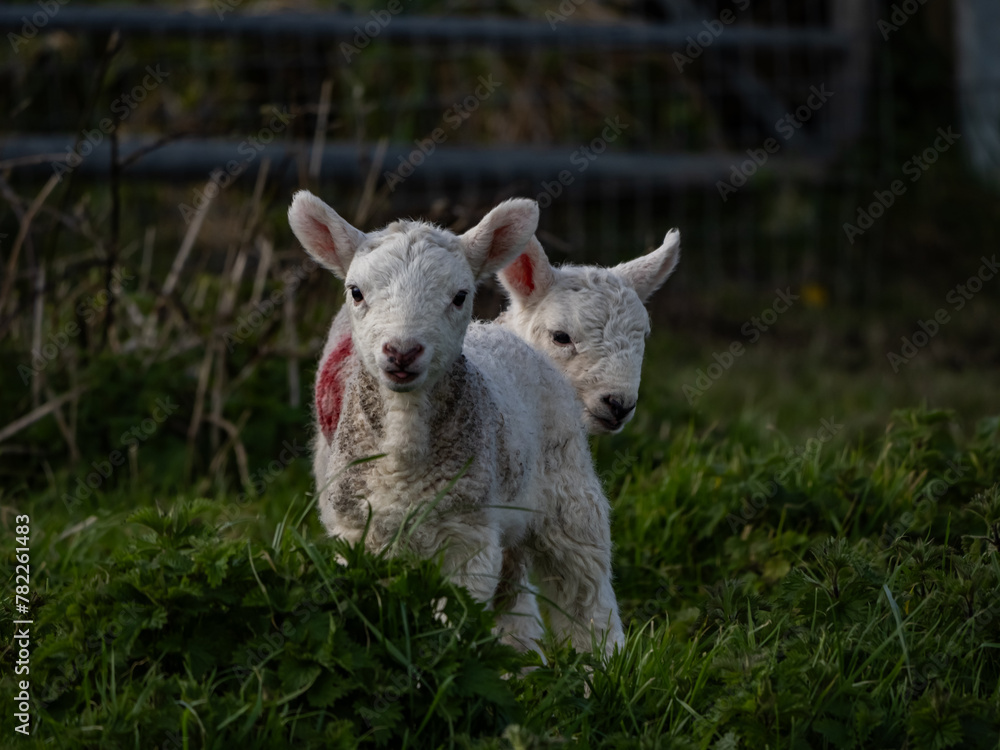 Sheep and their lambs in their fields , Anglesey Sheep and their lambs in their fields , Anglesey