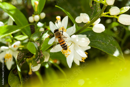 Honey bee collecting pollen at white tangerine tree blossom flower.