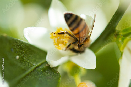 Honey bee collecting pollen at white flower blossom