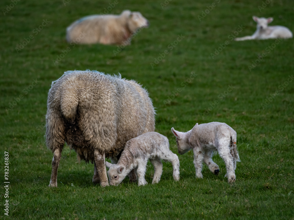 Sheep and their lambs in their fields , Anglesey Sheep and their lambs in their fields , Anglesey