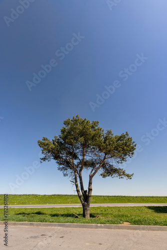 trees growing on the edge of the parking lot near the road