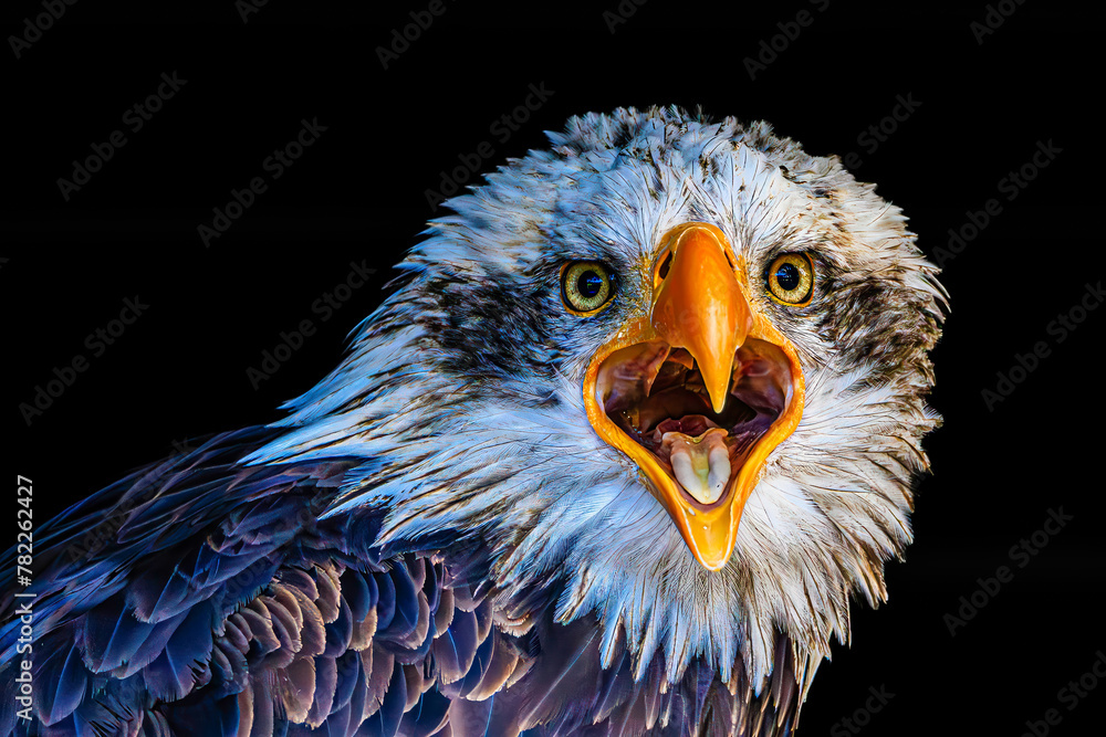 Fototapeta premium Portrait of a crying bald eagle