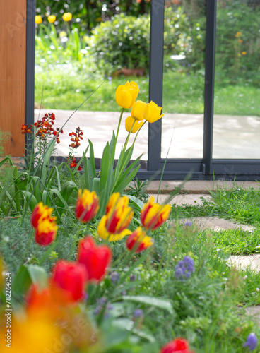beautiful yellow and red tulips blooming in a garden in front of the bay wind...