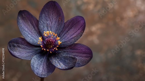 Dark purple flower with sparkling dew drops