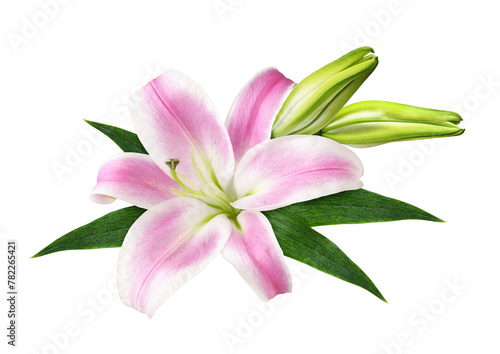Pink lily flower and buds in a floral arrangement isolated on white or transparent background. Top view.
