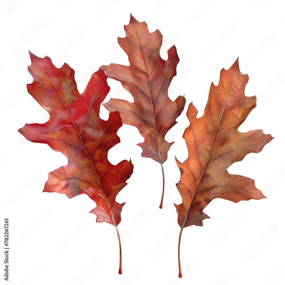 Fototapeta premium Two autumn leaves on Transparent Background