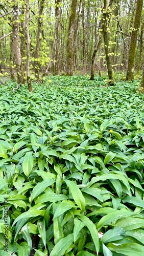 fresh wild garlic in the forest