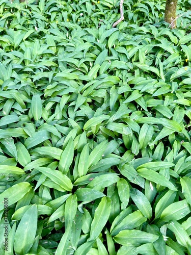 fresh wild garlic in the forest