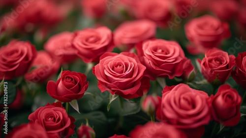 Close-up of vibrant red roses in bloom