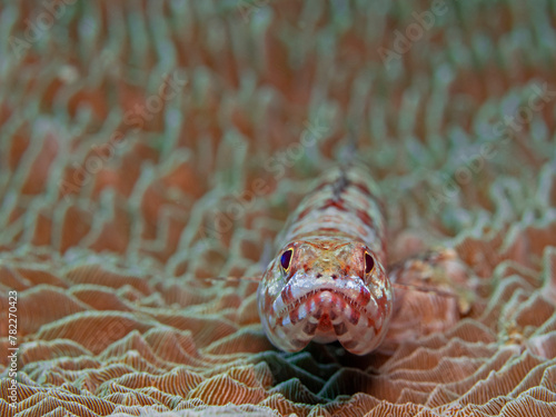 Lizard fish on stone coral