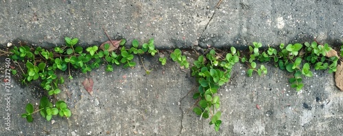 Green plants growing in a crack of concrete pavement