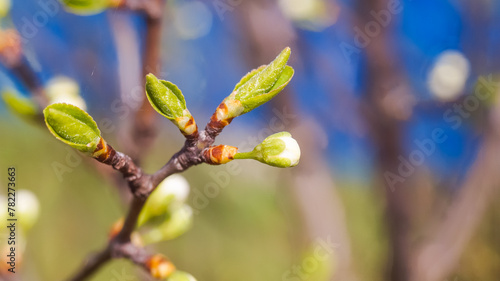 In spring  the first leaves and flowers appear on the trees