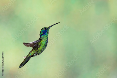 Beautiful green violetear hummingbird in flight against a blurred green background.  (Sparkling Violetear)