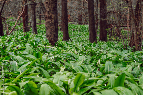Wild garlic growing in the forest, forest filled with green wild garlic leaves 