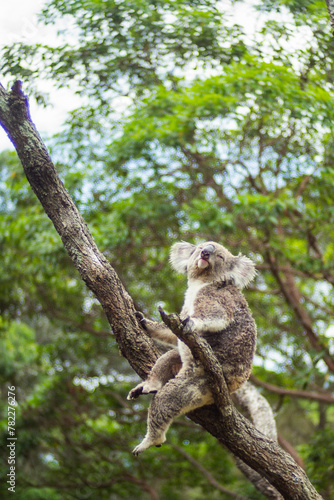 Photography Taronga Zoo Koala Bear Australia Sydney