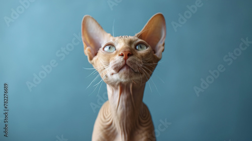  sphynx cat isolated on neutral background, hairless cat posing in a studio © Grumpy