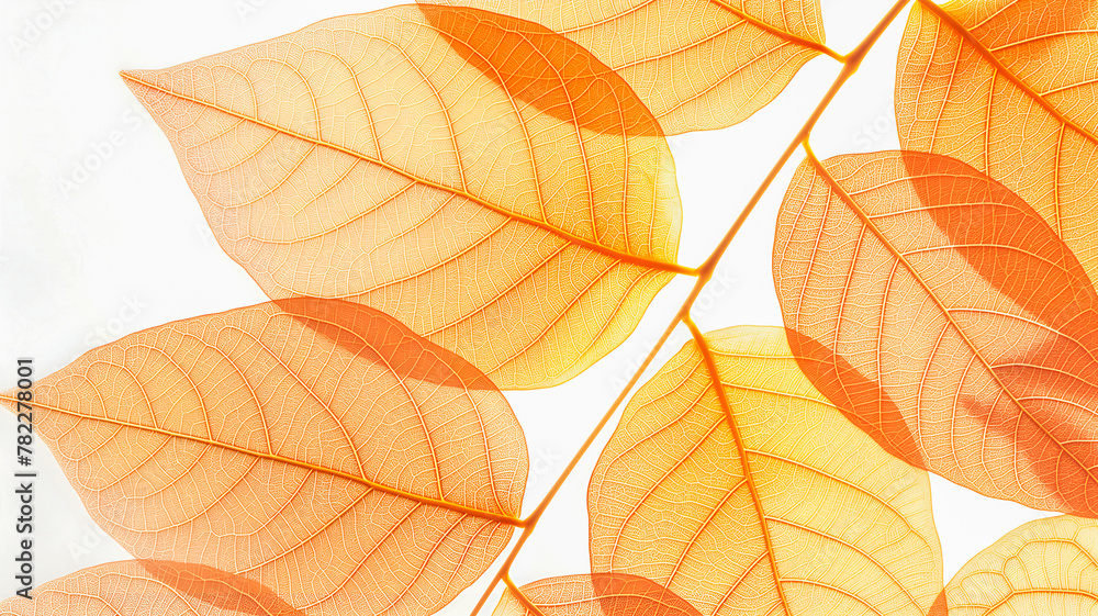Leaves background. Yellow autumn leaves with veins close-up on a white background. Top view, flat lay. Leaves background. Yellow autumn leaves with veins close-up on a white background. Top view, flat lay.