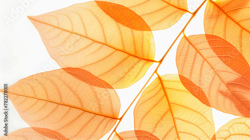 Leaves background. Yellow autumn leaves with veins close-up on a white background. Top view, flat lay.