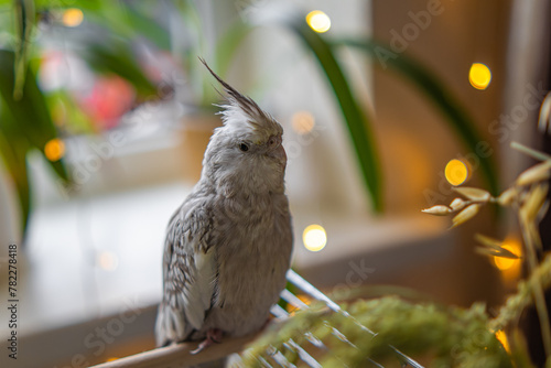 Beautiful photo of a bird. Ornithology.Funny parrot.Cockatiel parrot.
Home pet yellow bird.Beautiful feathers.Love for animals.Cute cockatiel.Home pet parrot.A bird with a crest.Natural color.
memes.