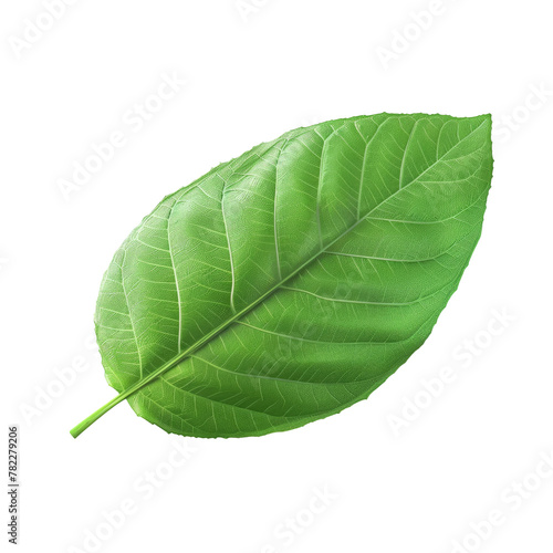 A close up of a green leaf on a Transparent Background