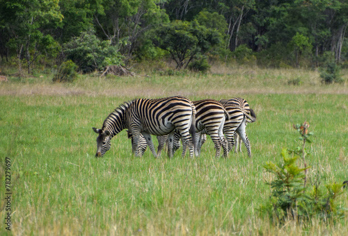 Zebras in a nature reserve in Zimbabwe.