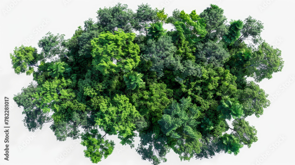 aerial view of woods, isolated, transparent aerial view of woods, isolated, transparent